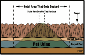 Picture of urine on carpeting showing how it spreads under the carpeting